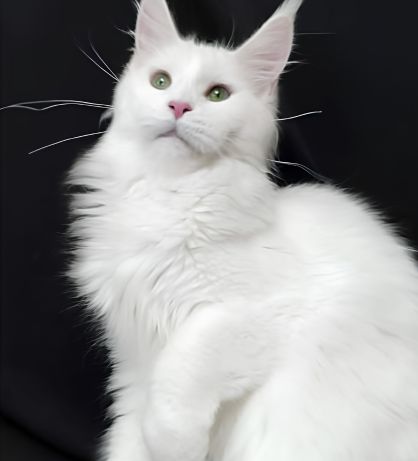 Queen (1)