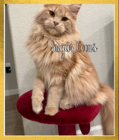 Fluffy cream Maine Coon cat on red perch