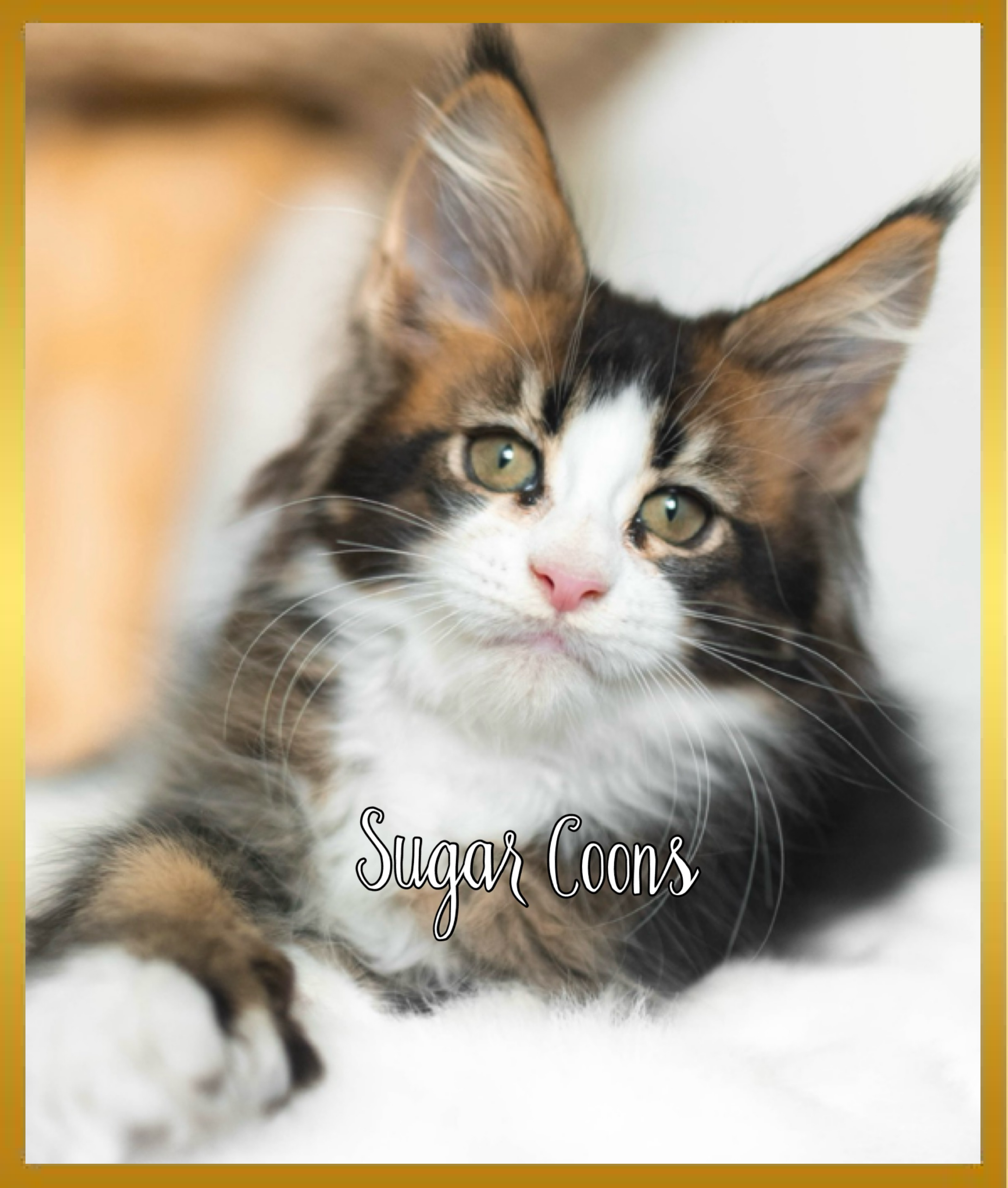 Fluffy Maine Coon kitten on white blanket