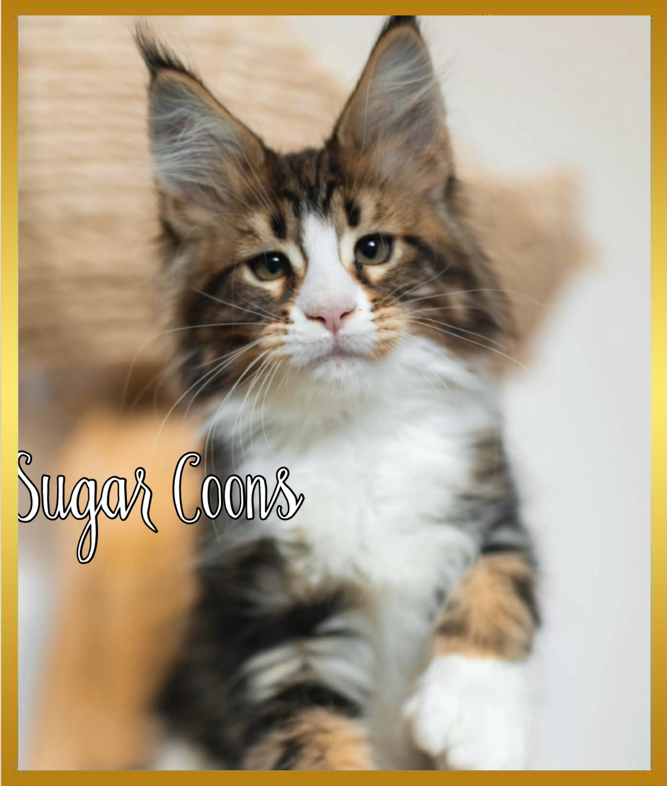 Fluffy Maine Coon kitten with tabby markings