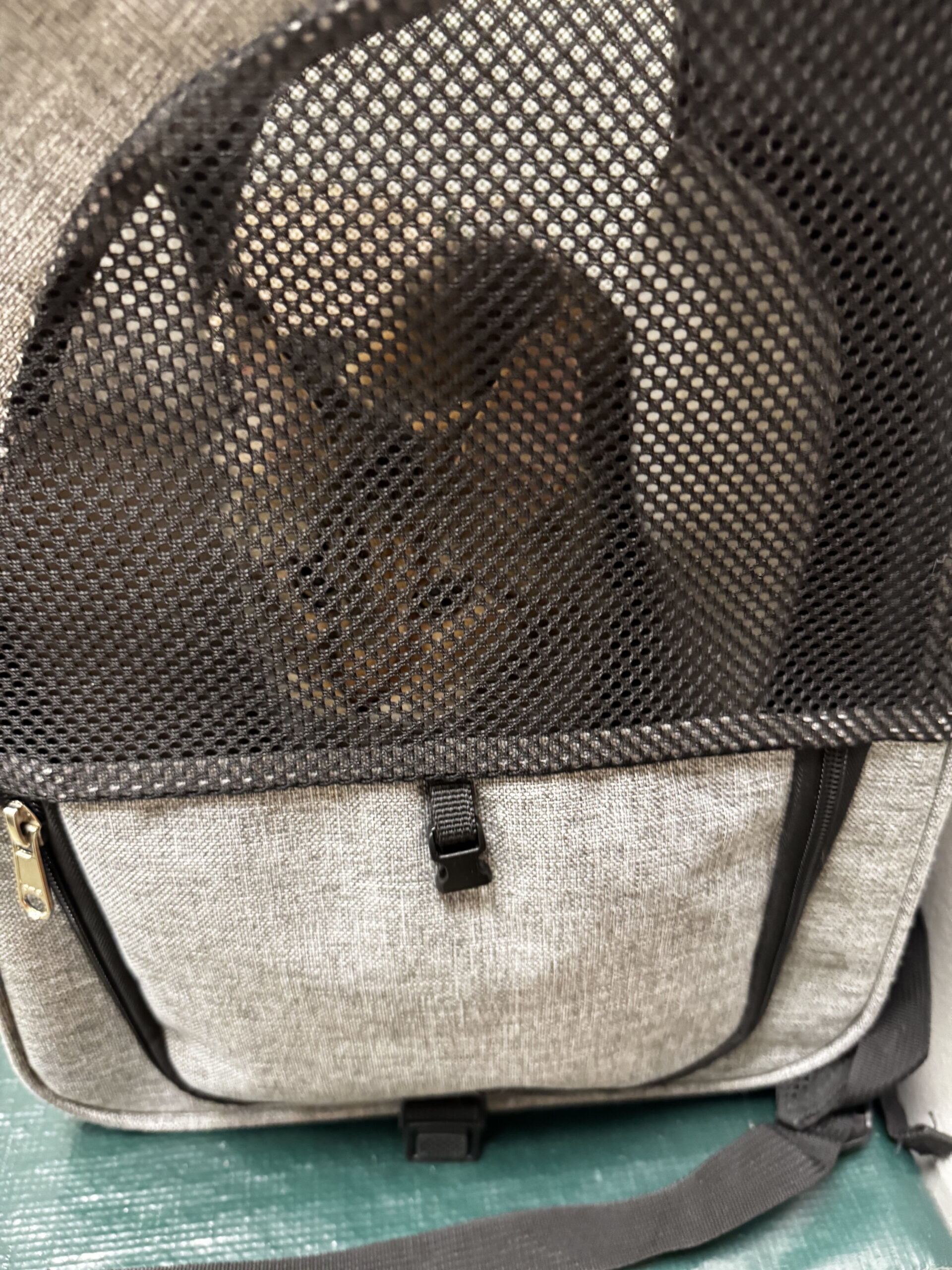 Tabby cat inside gray mesh pet backpack