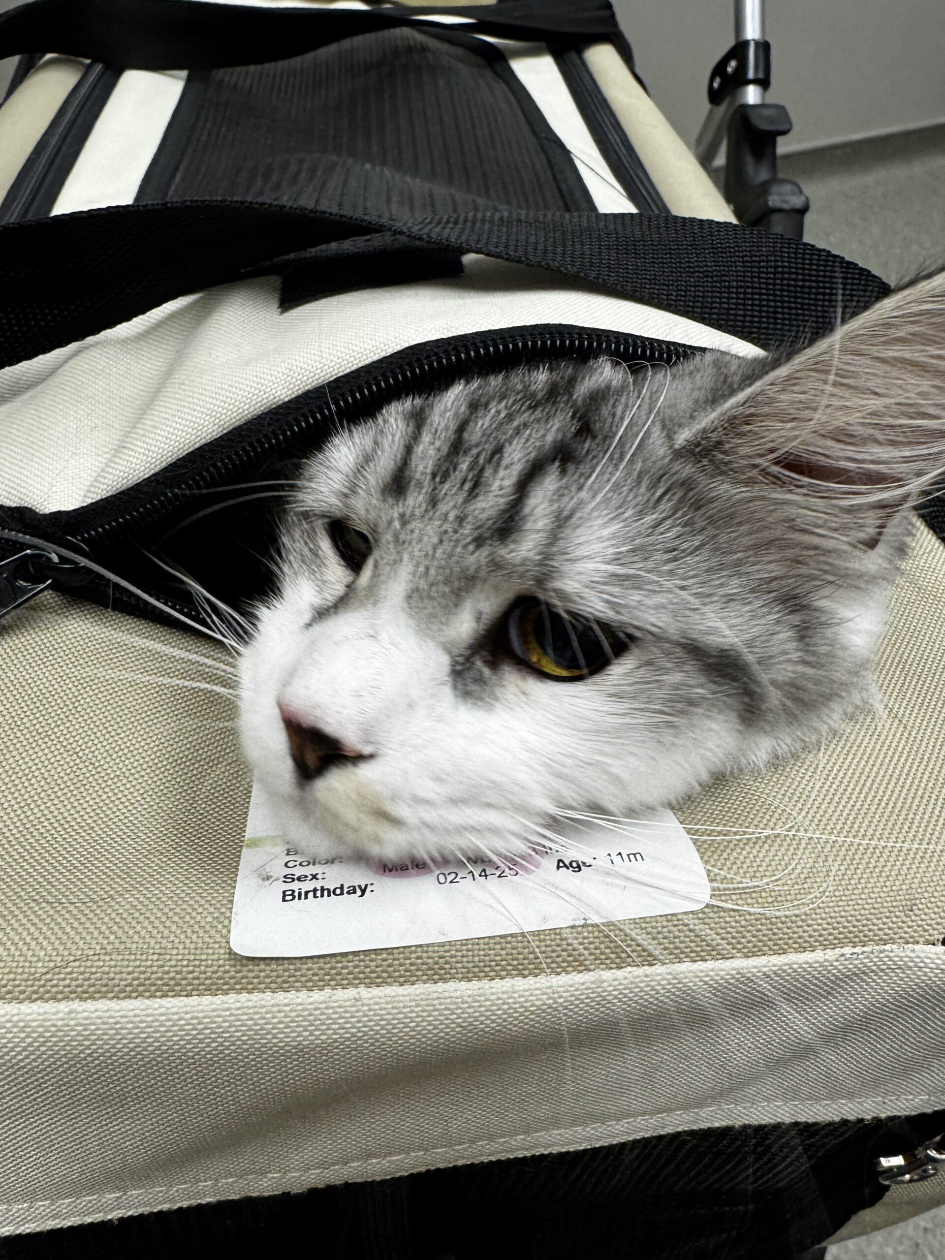 Gray and white tabby cat in carrier