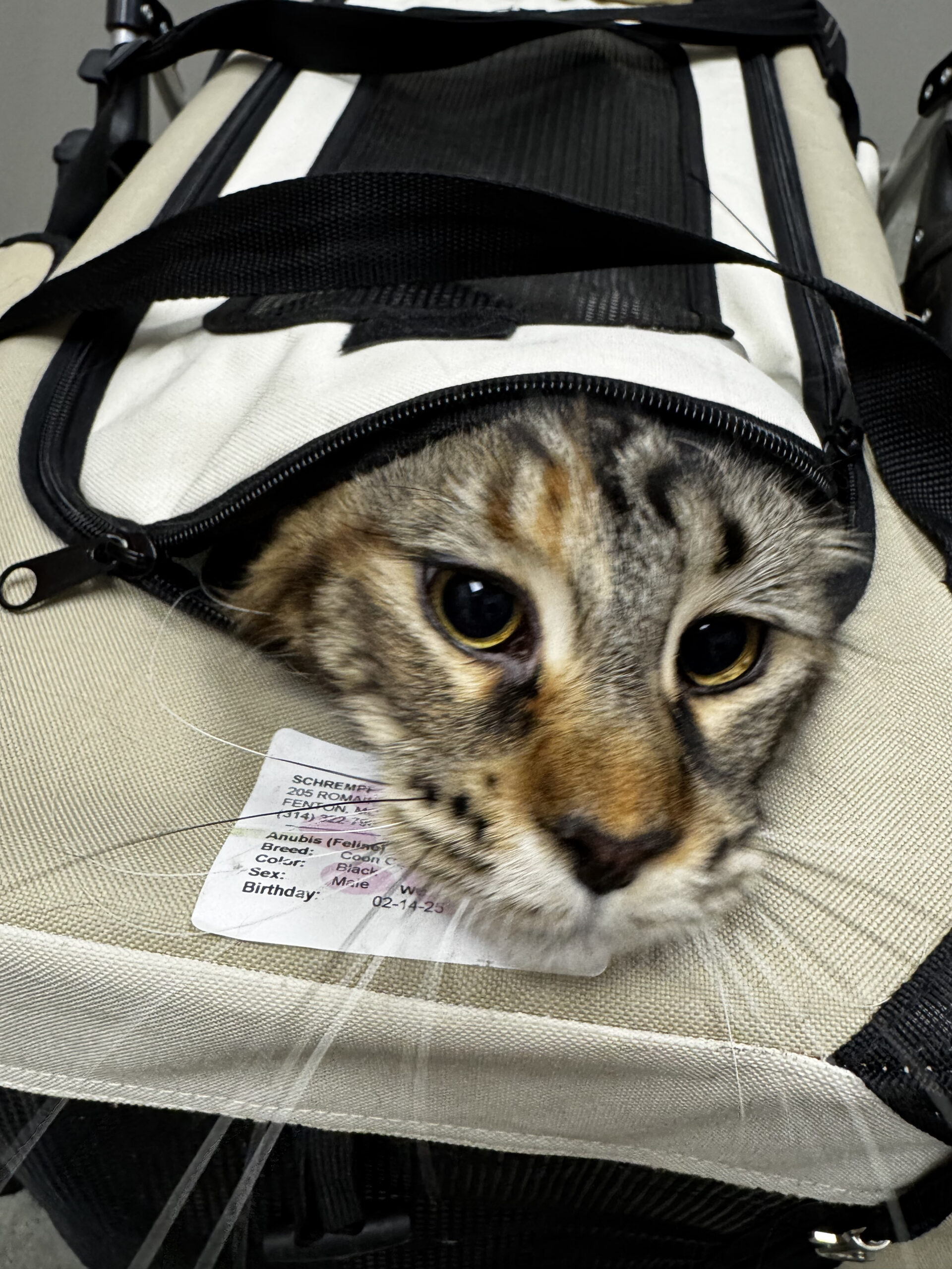 Tabby cat peeking from beige pet carrier
