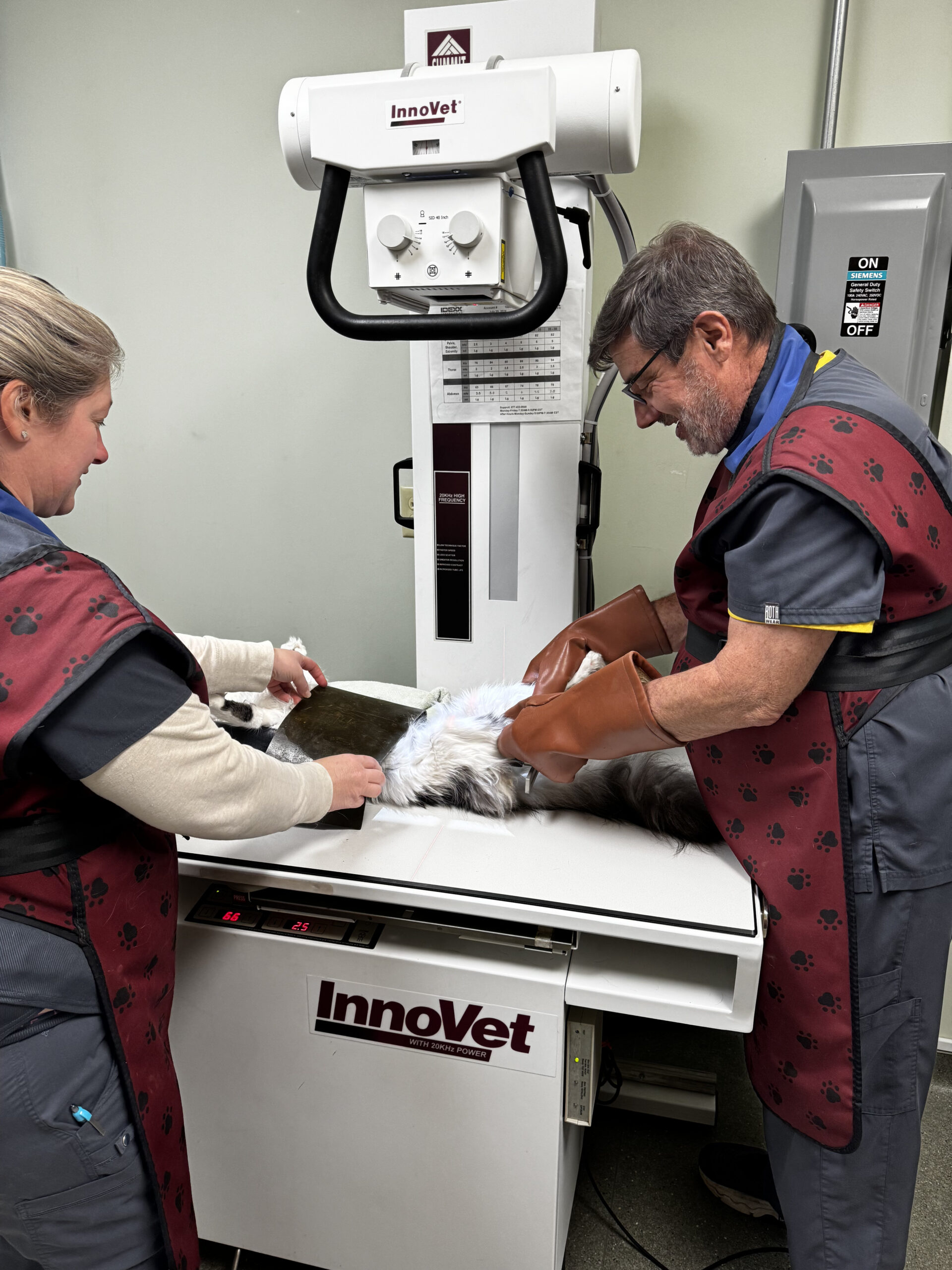 Veterinary technicians taking X-ray of large dog