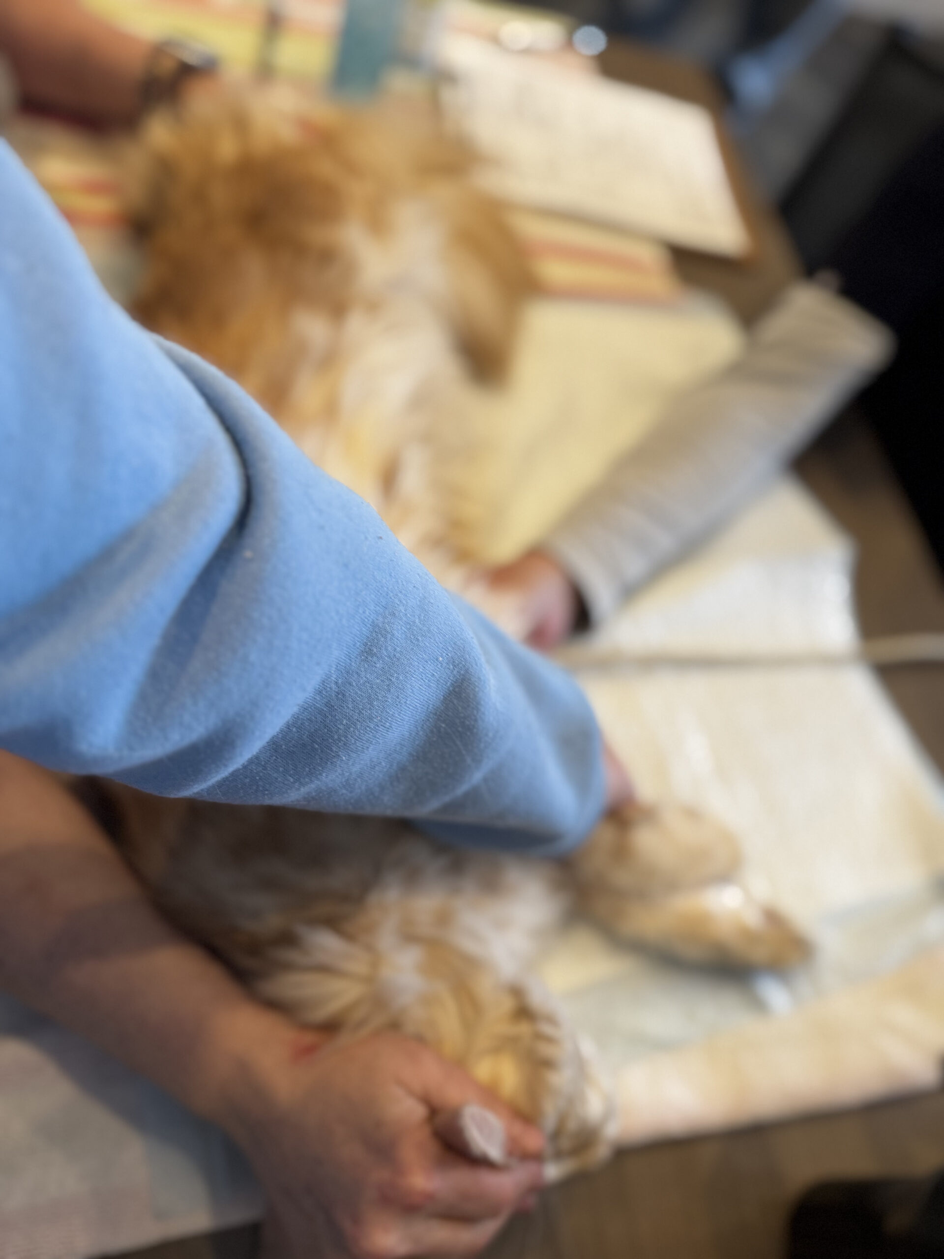 Hands clipping small dog’s nails on table