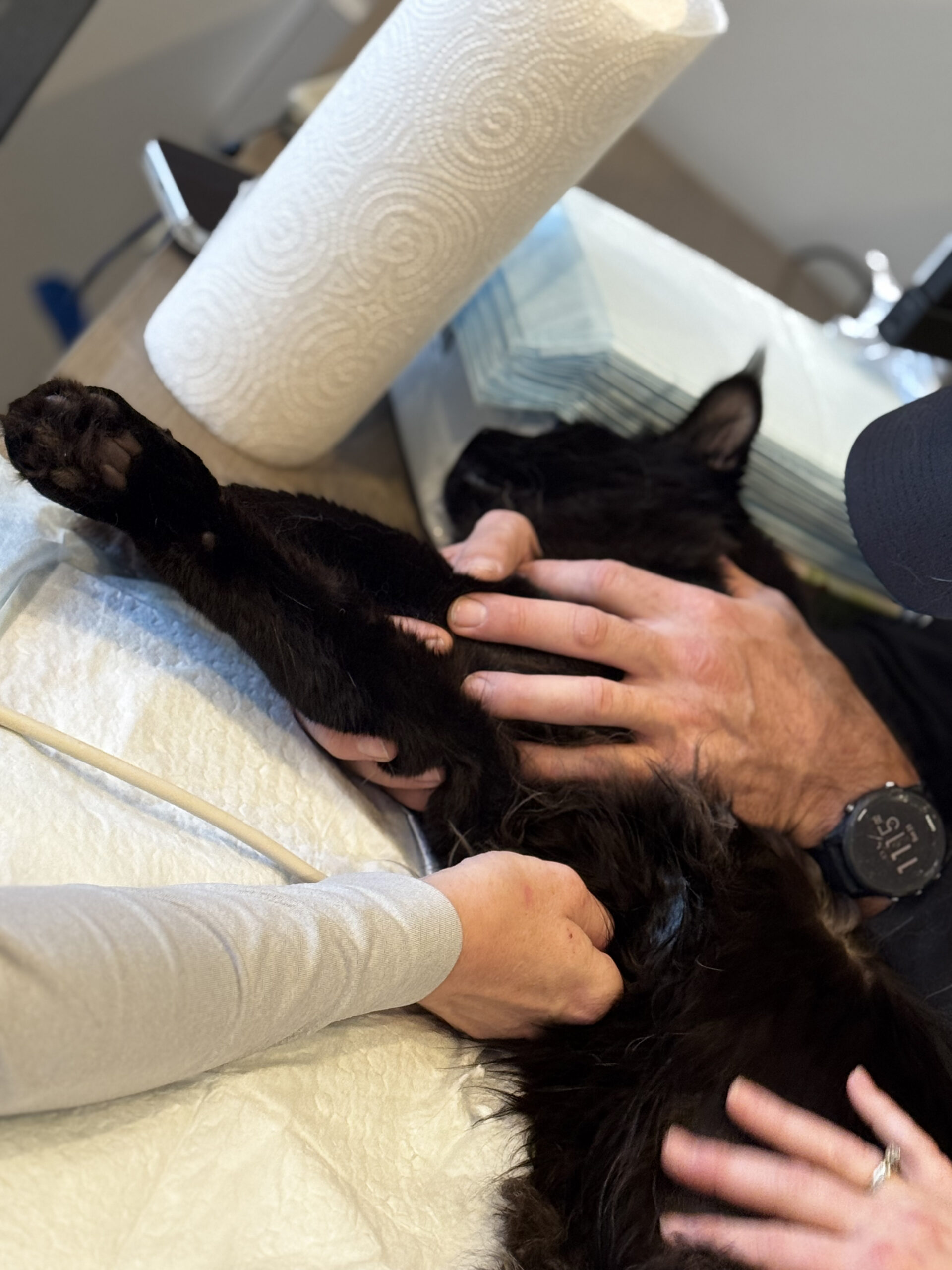 Hands restraining black cat on exam table