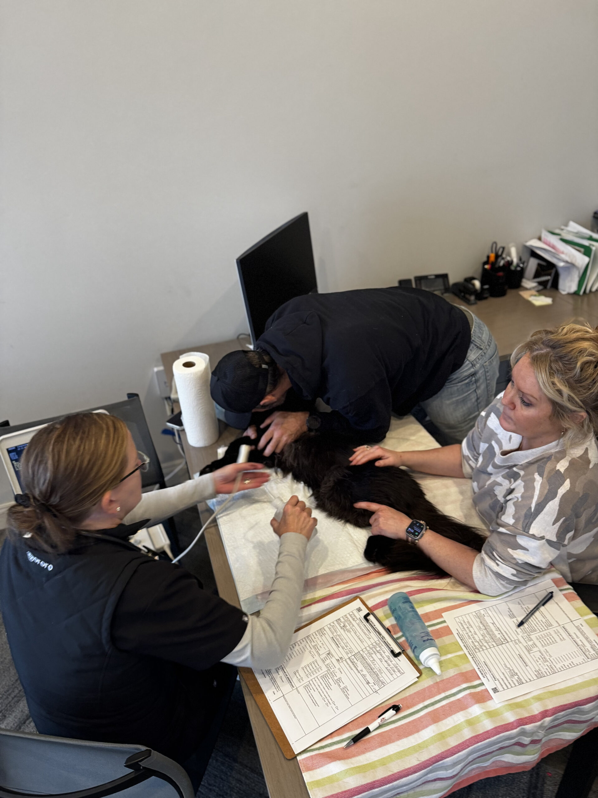 Veterinary team examining black dog on exam table