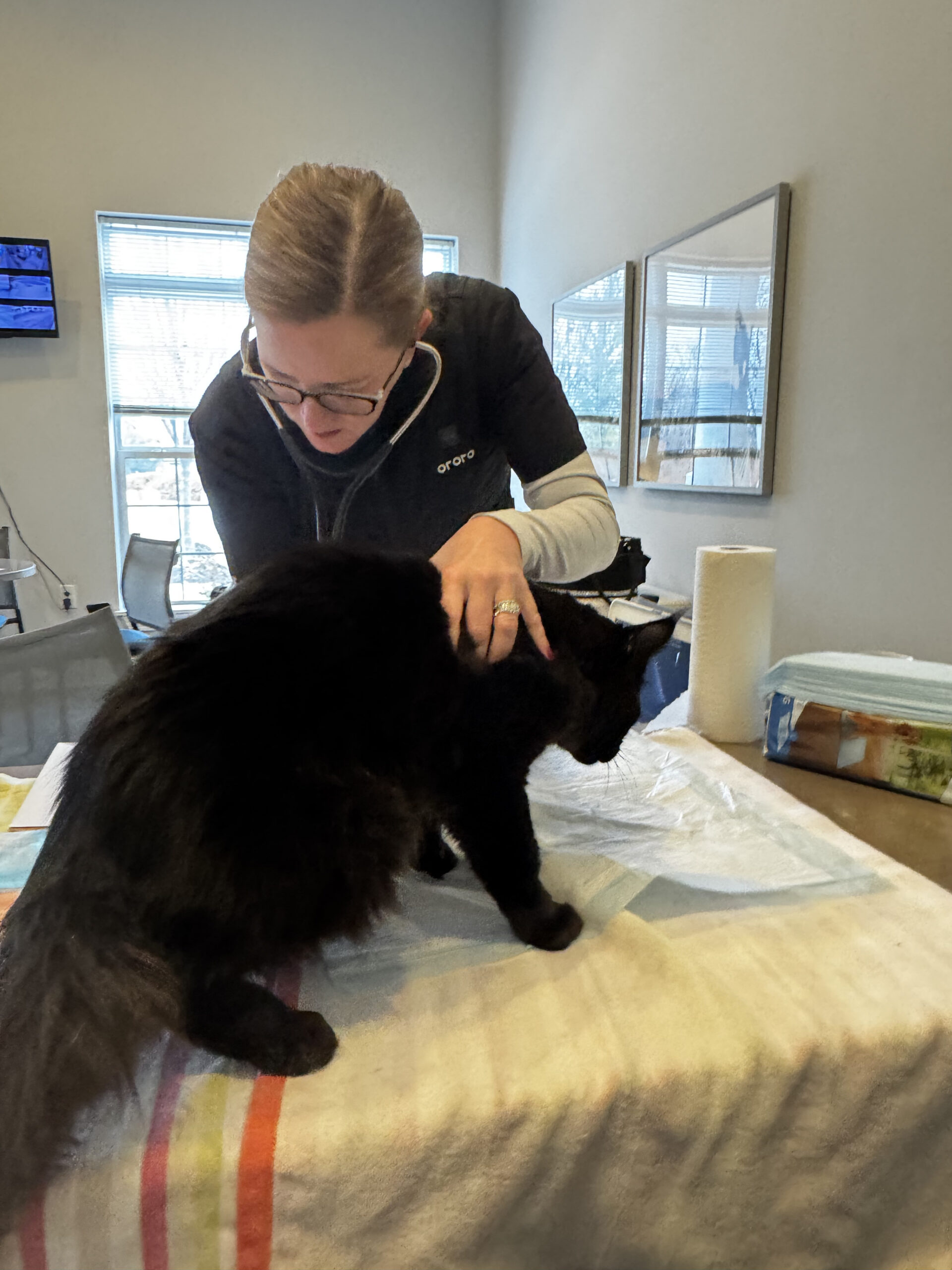 Veterinarian examining black cat on table