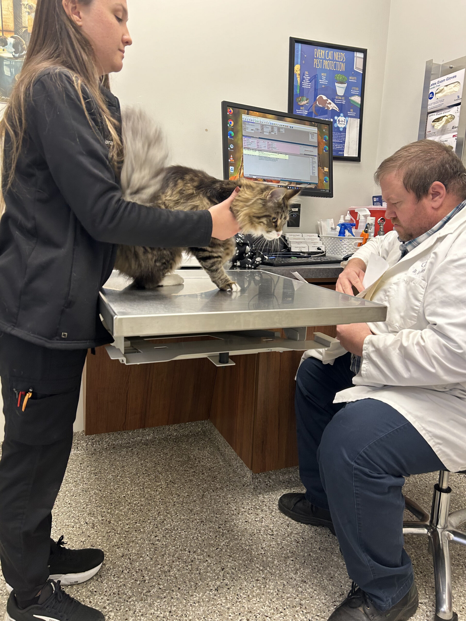 Veterinarian examining large tabby cat on table