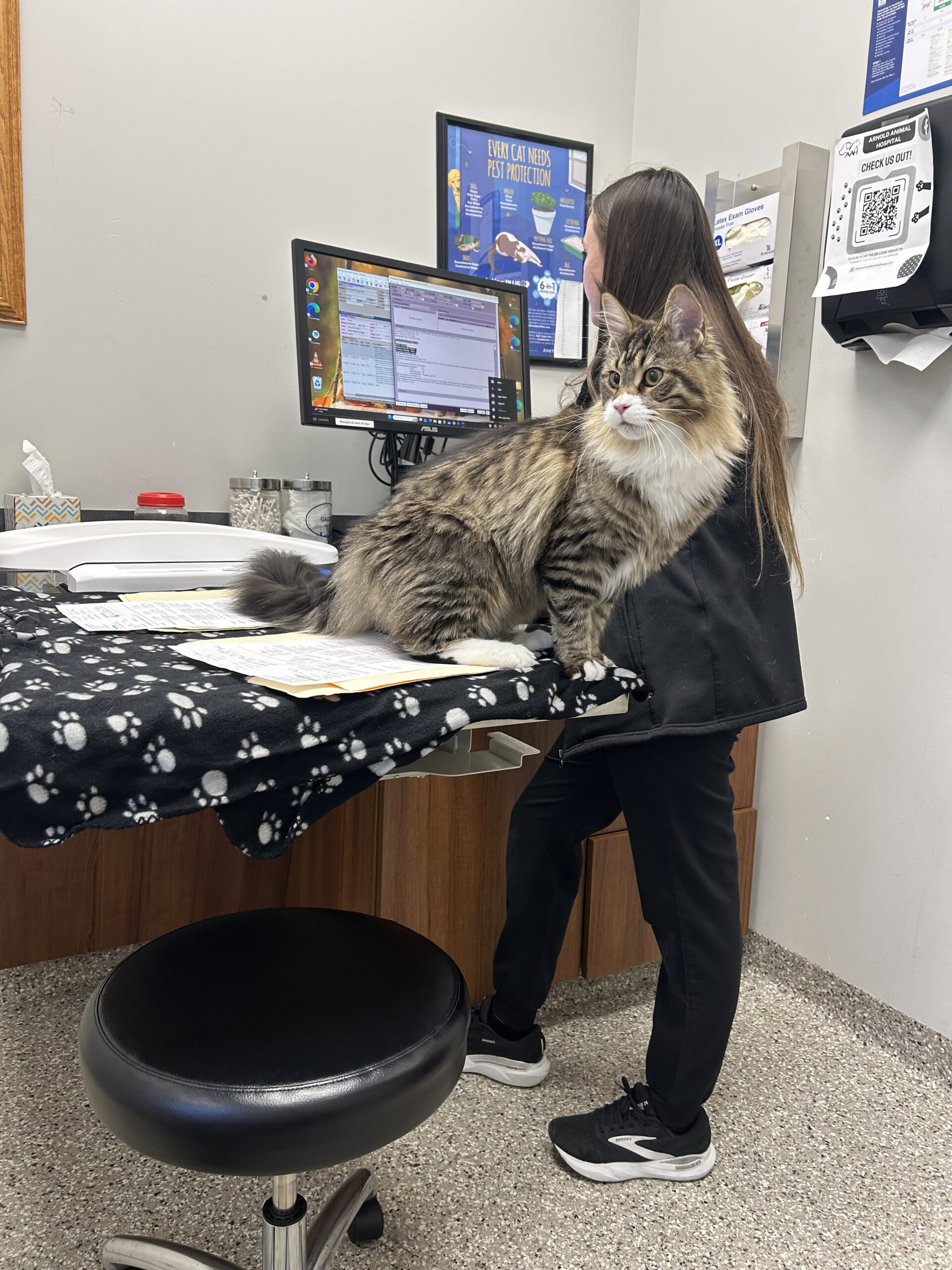 Large tabby cat on veterinary exam table