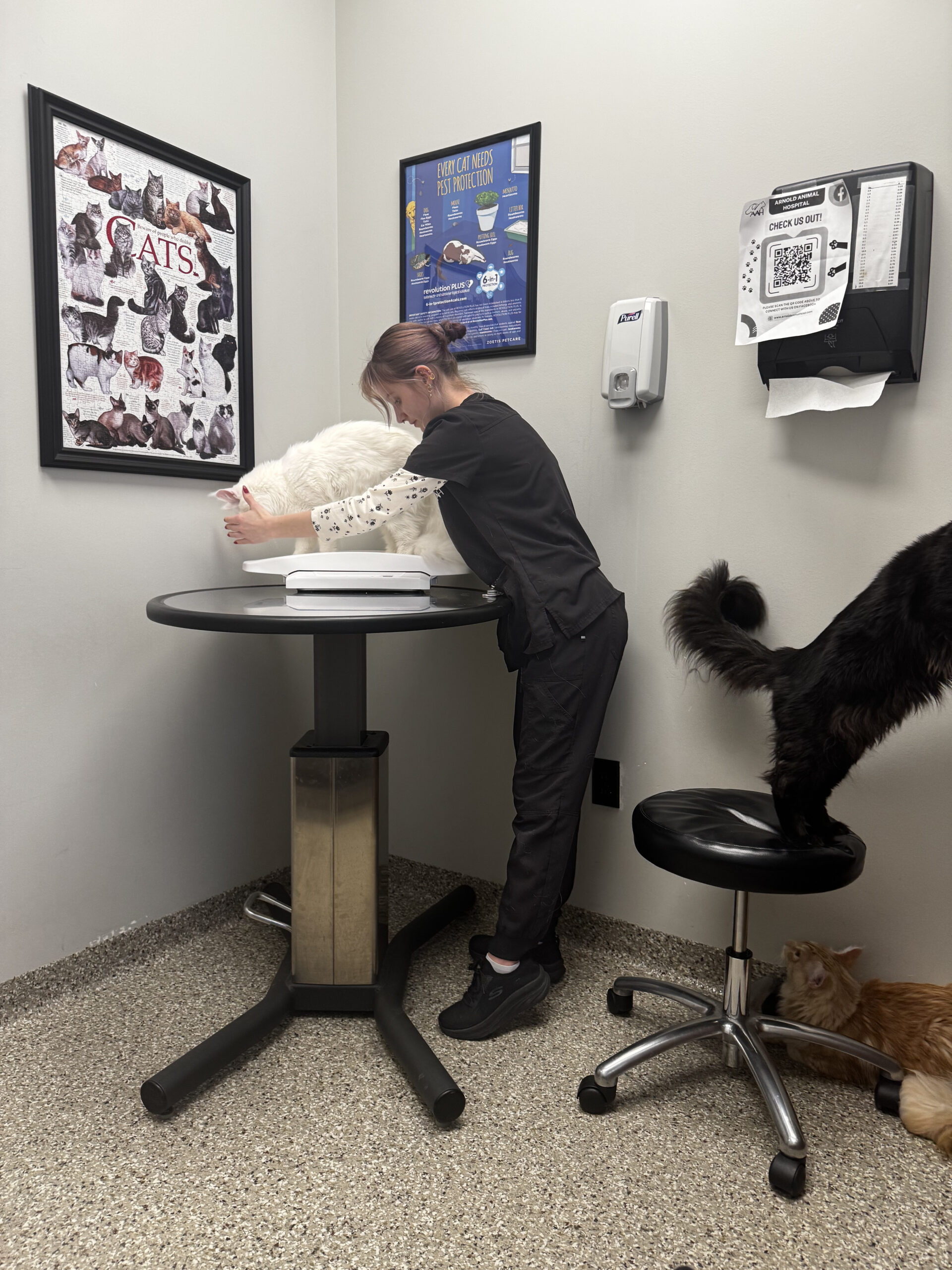 Vet tech weighing white fluffy cat