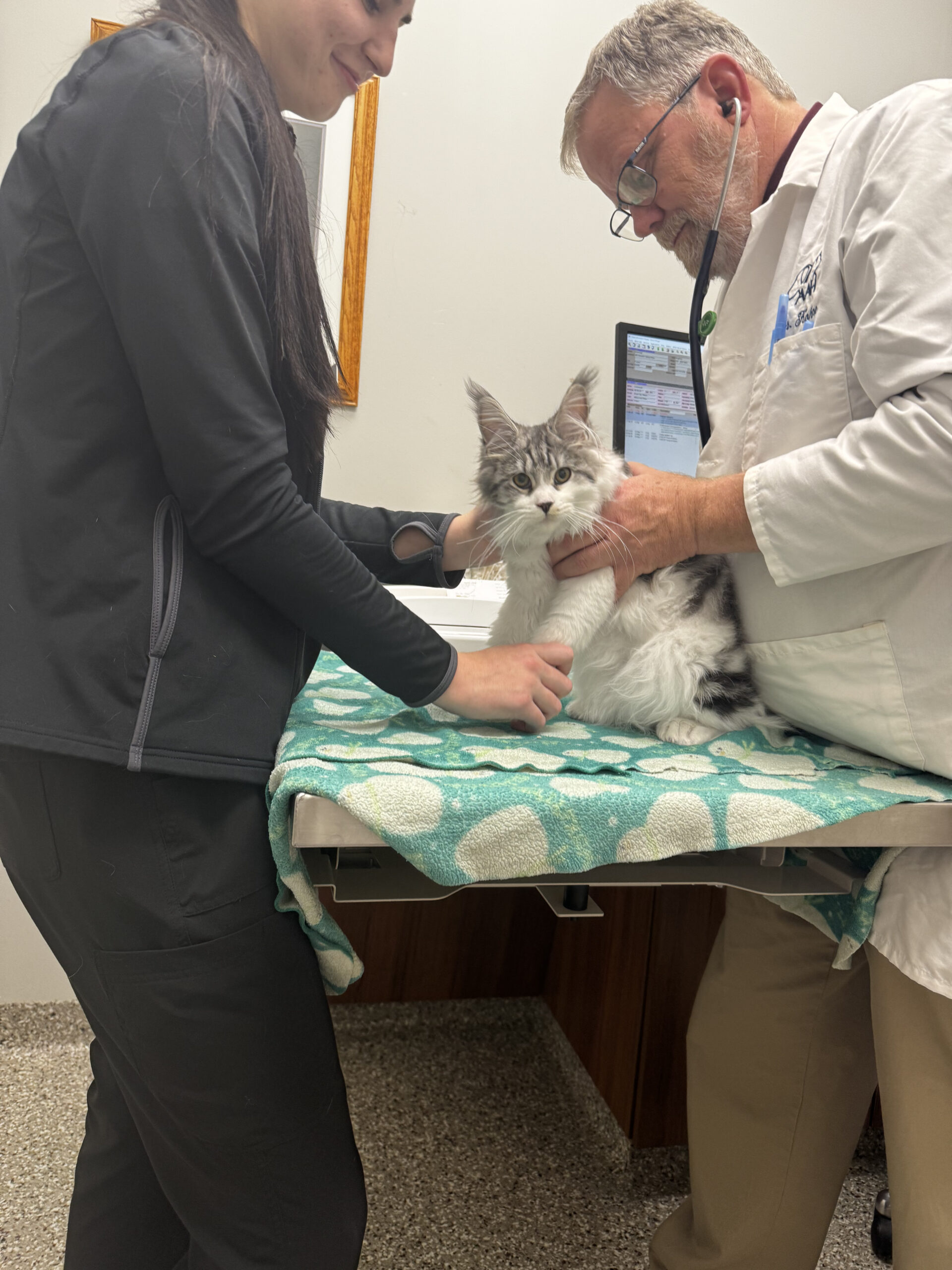 Veterinarian examining fluffy long-haired cat on table