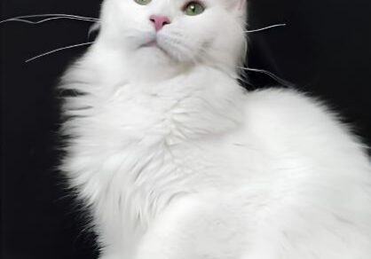 Queen (1)